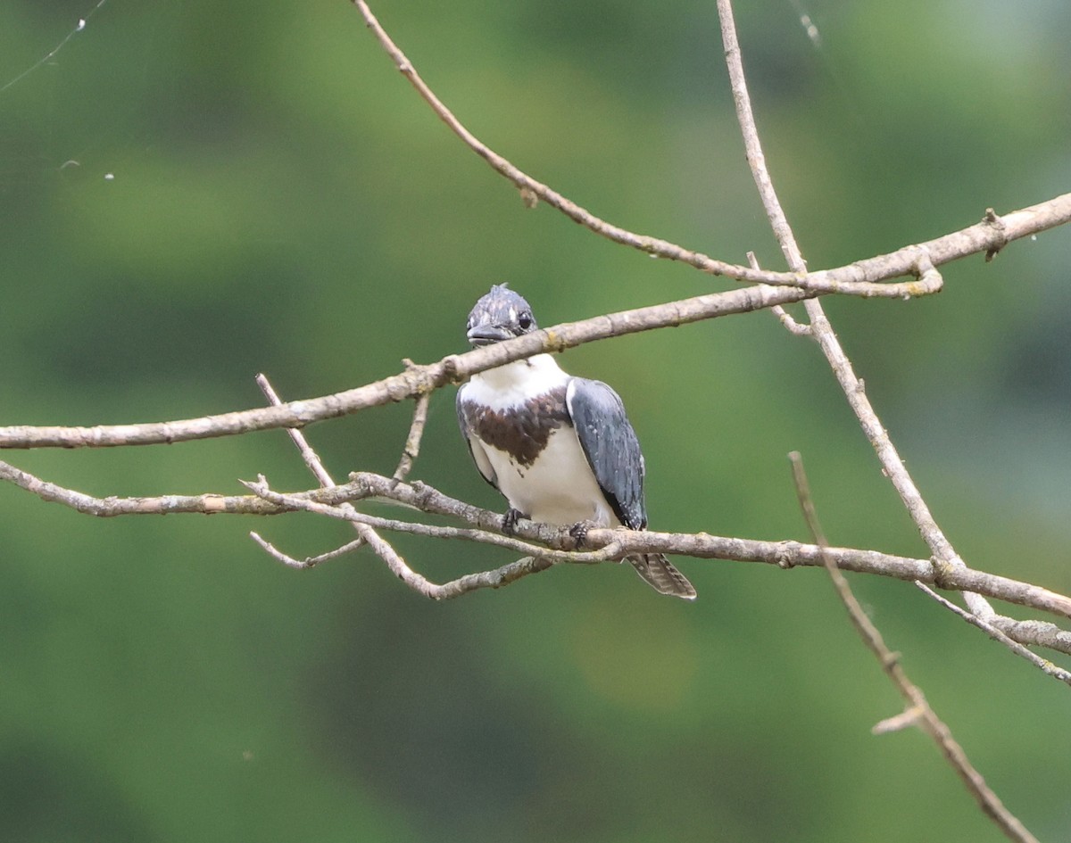 Belted Kingfisher - ML641452372