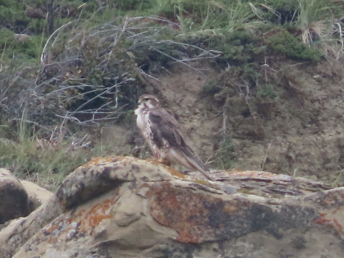 Prairie Falcon - ML641452375