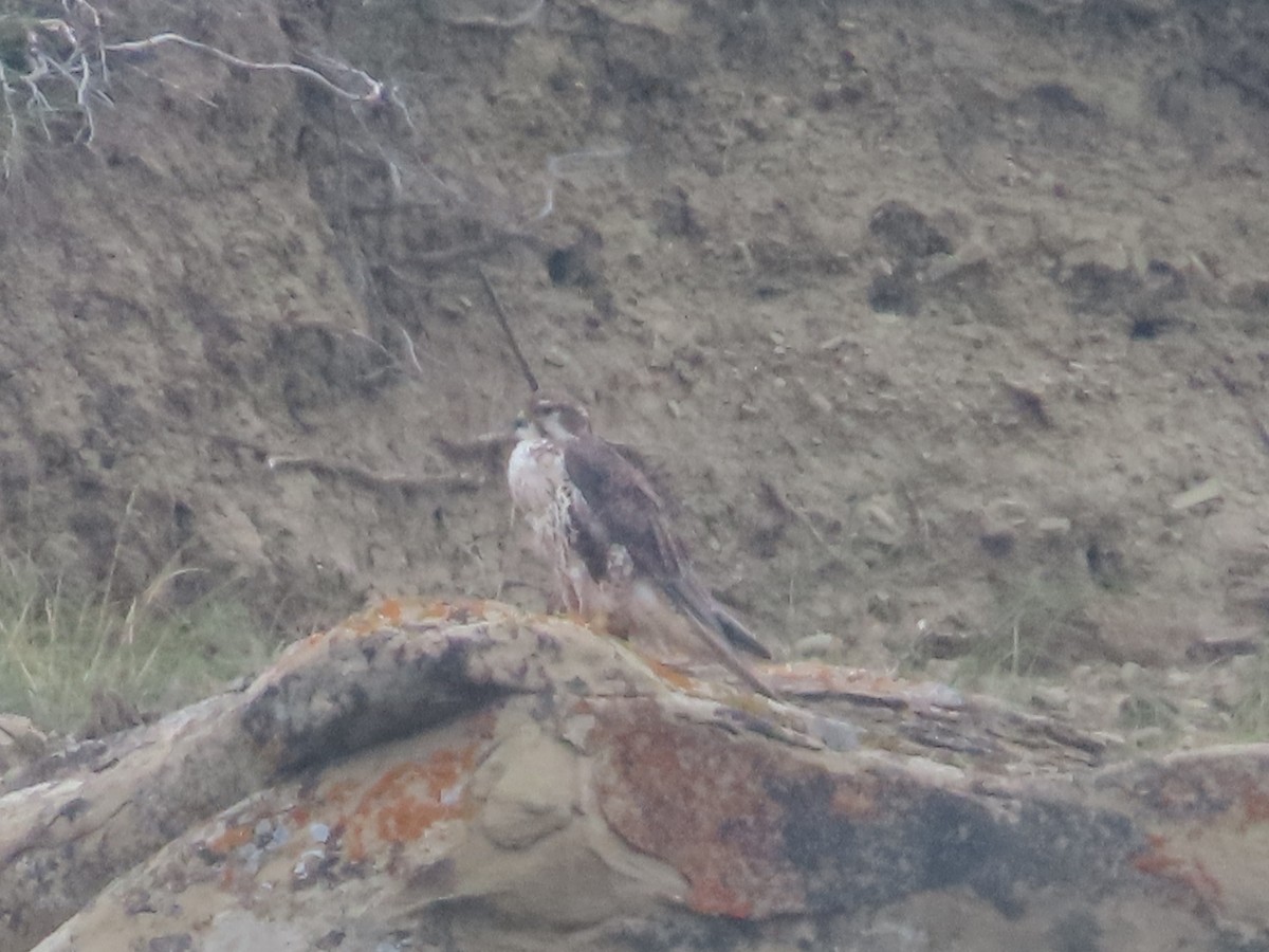Prairie Falcon - ML641452376
