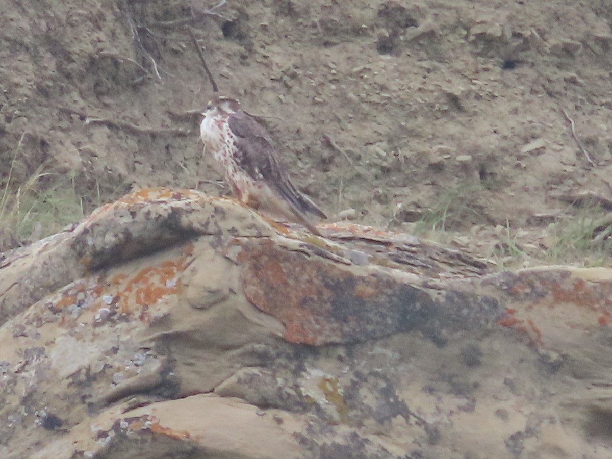 Prairie Falcon - ML641452377