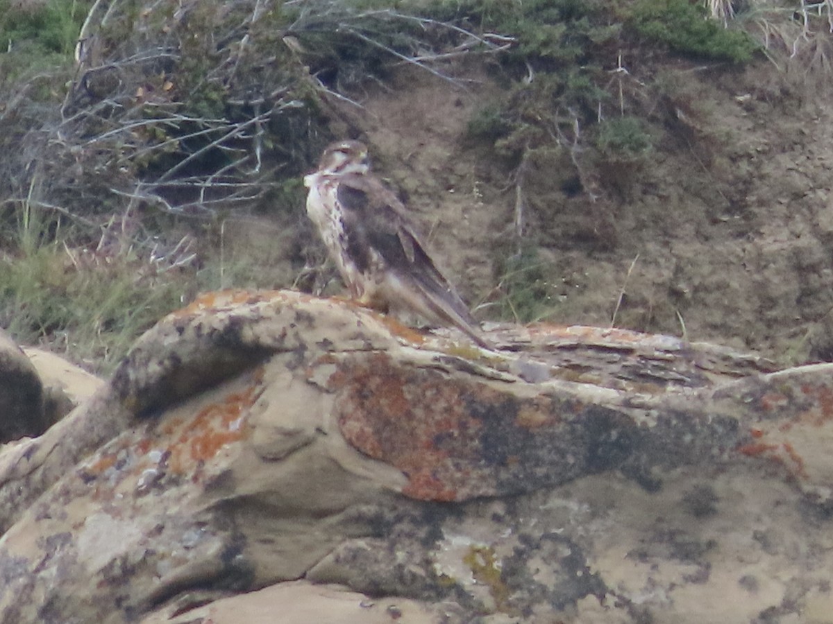 Prairie Falcon - ML641452378