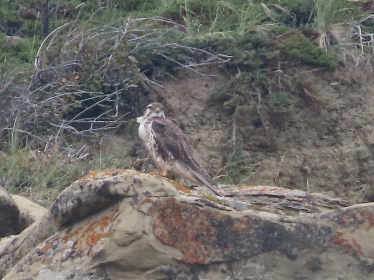 Prairie Falcon - ML641452379