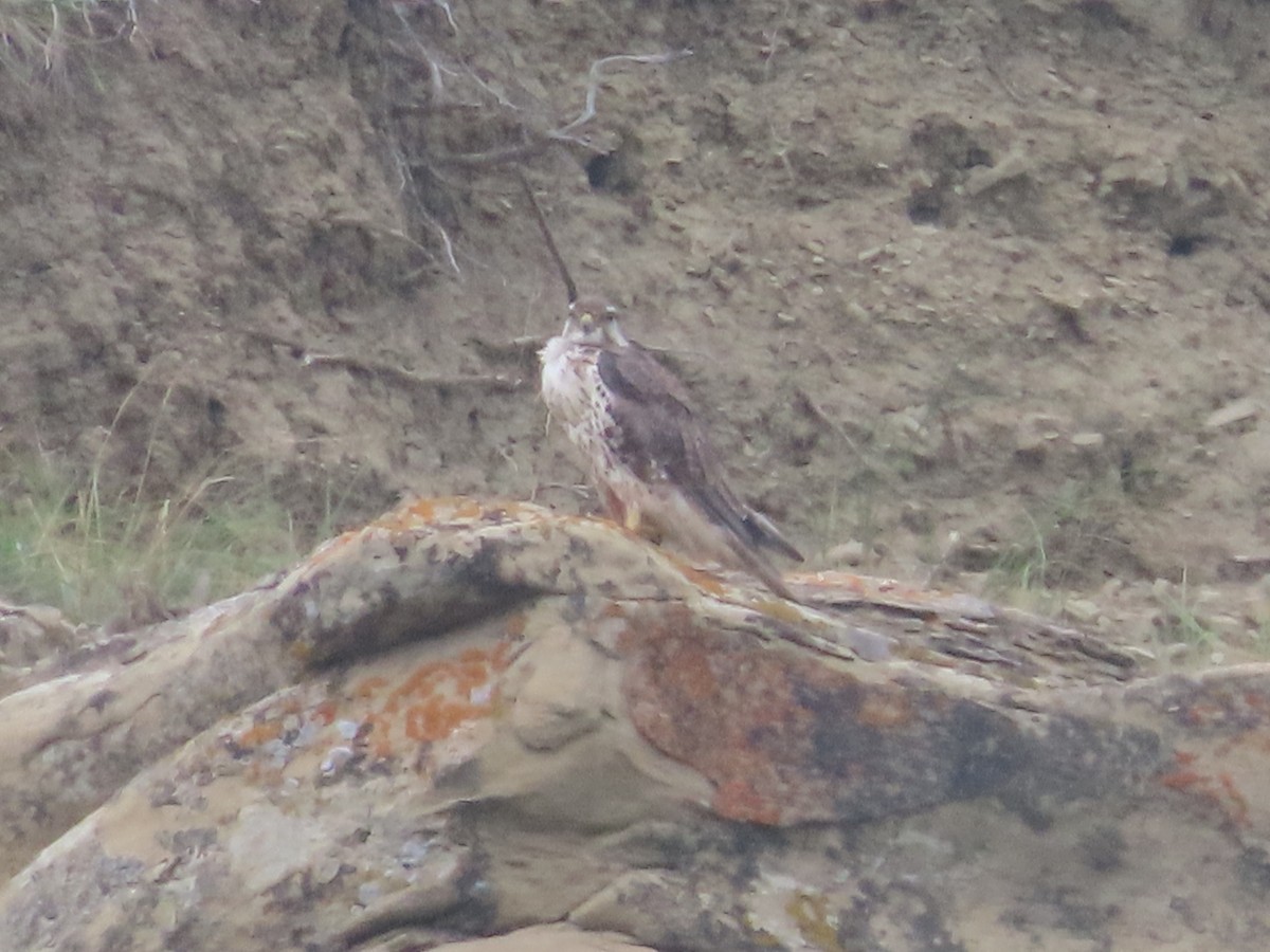 Prairie Falcon - ML641452380