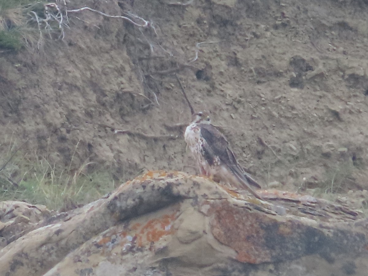 Prairie Falcon - ML641452381