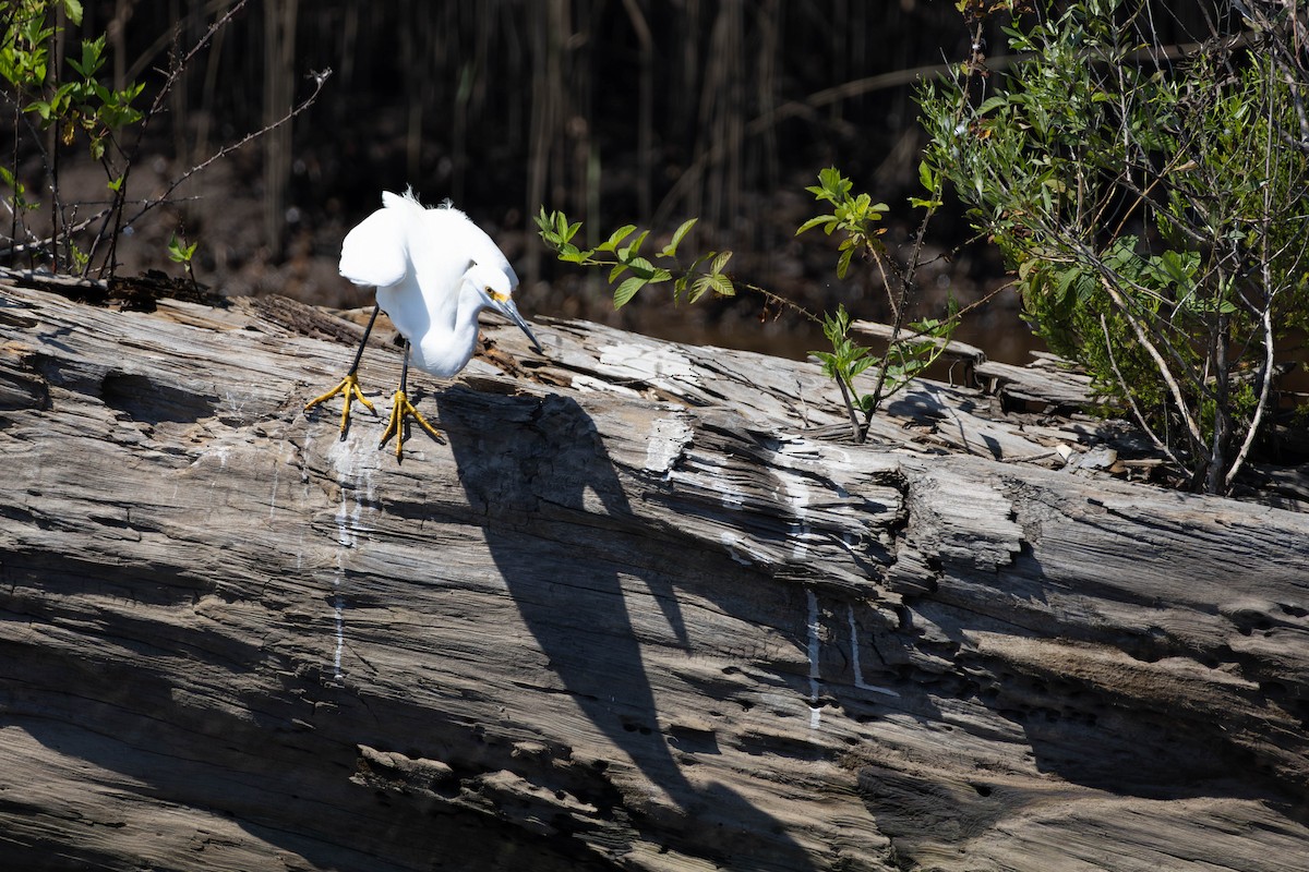 Snowy Egret - ML641452392
