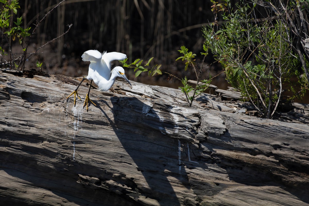 Snowy Egret - ML641452394