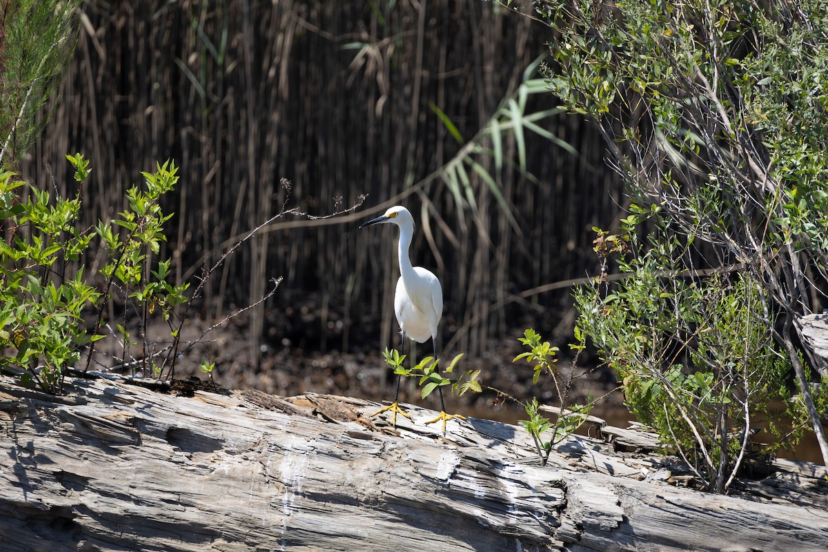 Snowy Egret - ML641452395