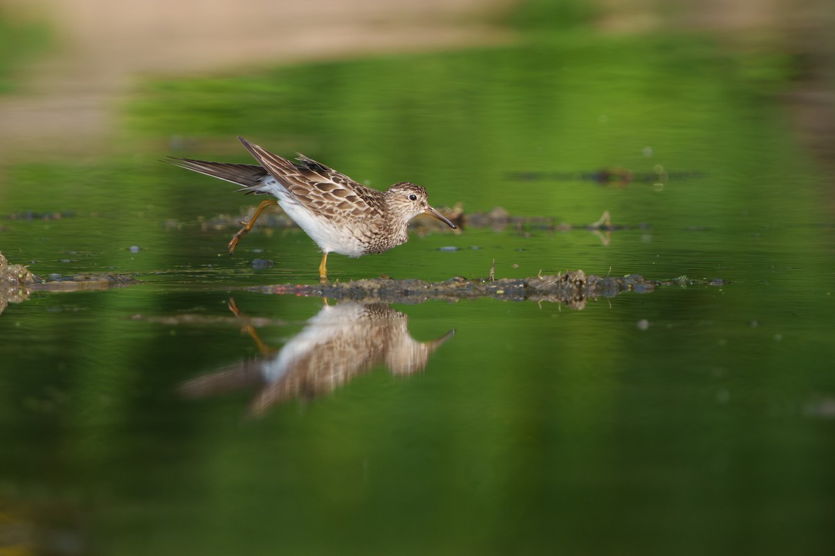 Pectoral Sandpiper - ML641452403