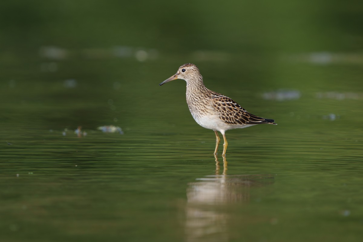 Pectoral Sandpiper - ML641452404