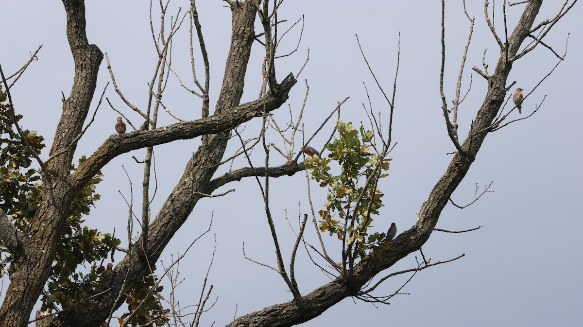 Eastern Bluebird - ML641452408
