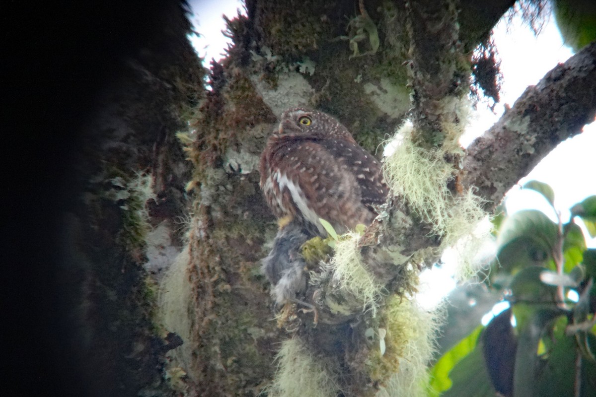 Costa Rican Pygmy-Owl - ML64145241