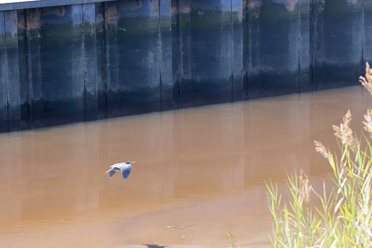 Green Heron - ML641452410