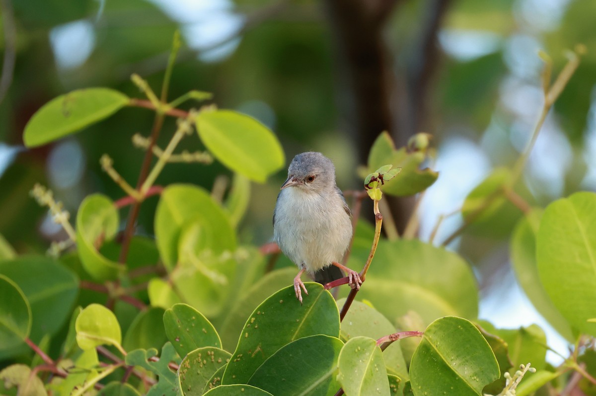Bicolored Conebill - ML641452420