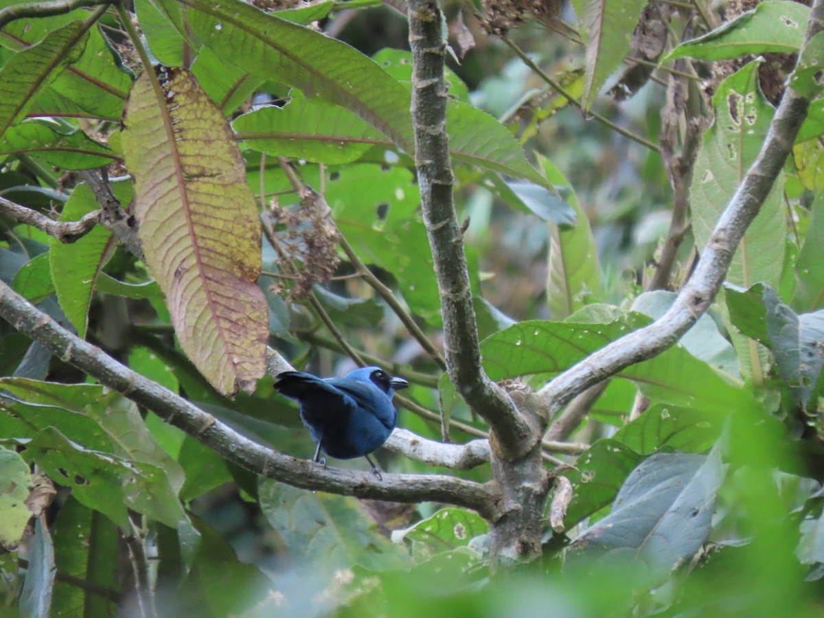 Turquoise Jay - ML641452422