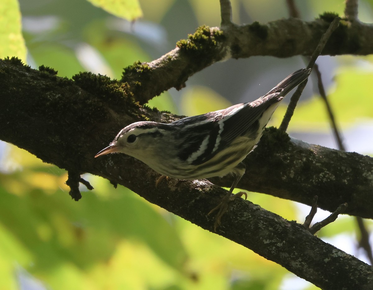 Black-and-white Warbler - ML641452426