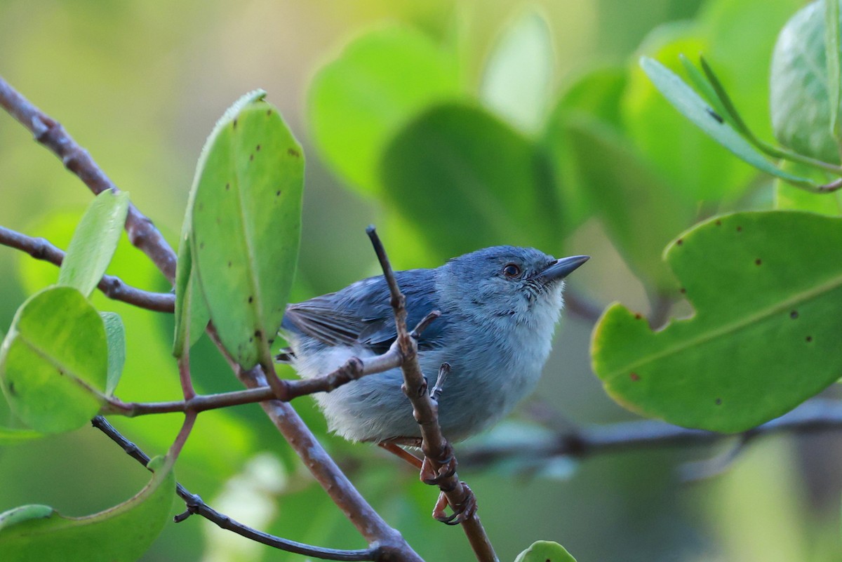Bicolored Conebill - ML641452437