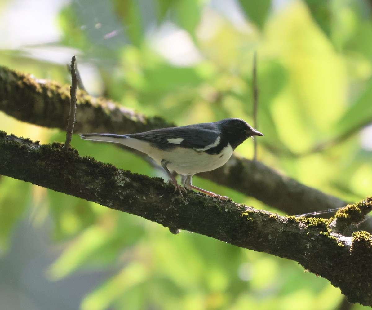 Black-throated Blue Warbler - ML641452442