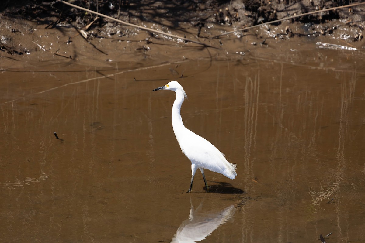 Snowy Egret - ML641452449