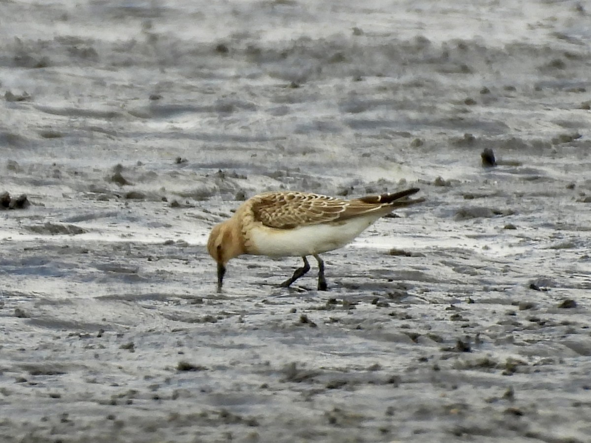gulbrystsnipe - ML641452486