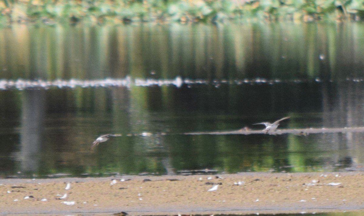 pygmésnipe - ML641452489