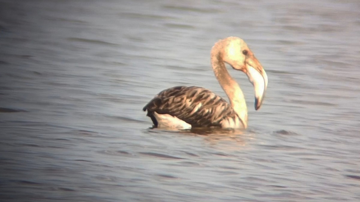 rosenflamingo - ML641452496