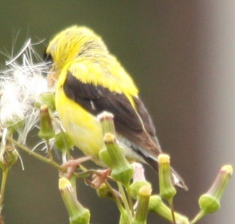 gulstillits - ML641452506