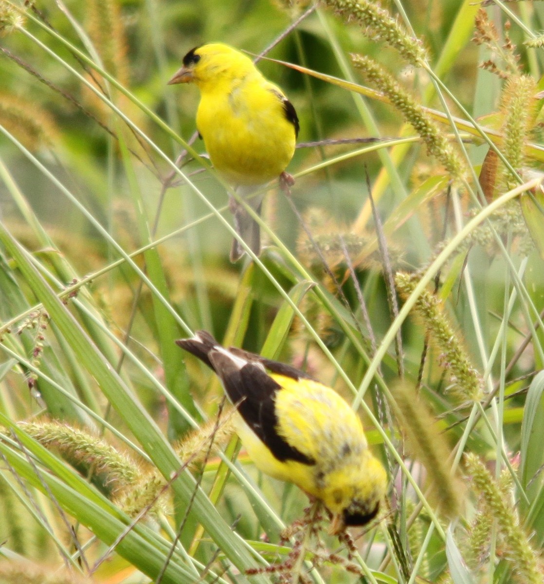 gulstillits - ML641452507