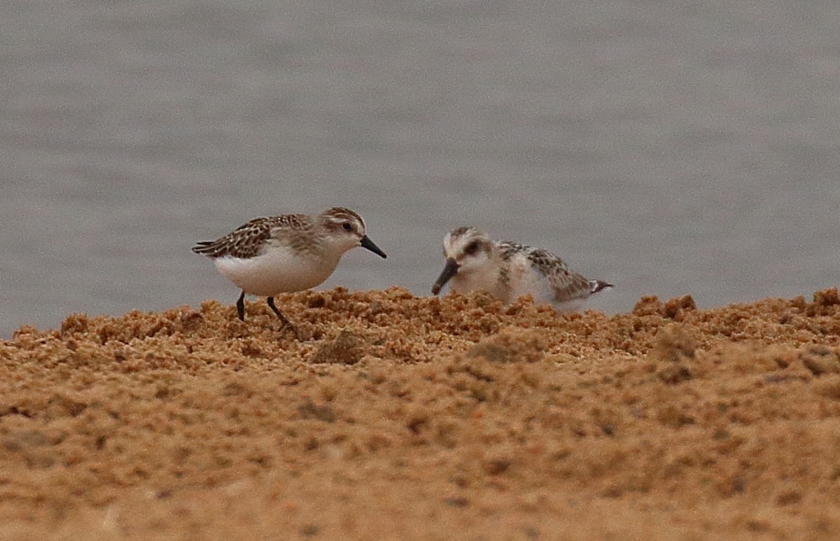 sandsnipe - ML641452528