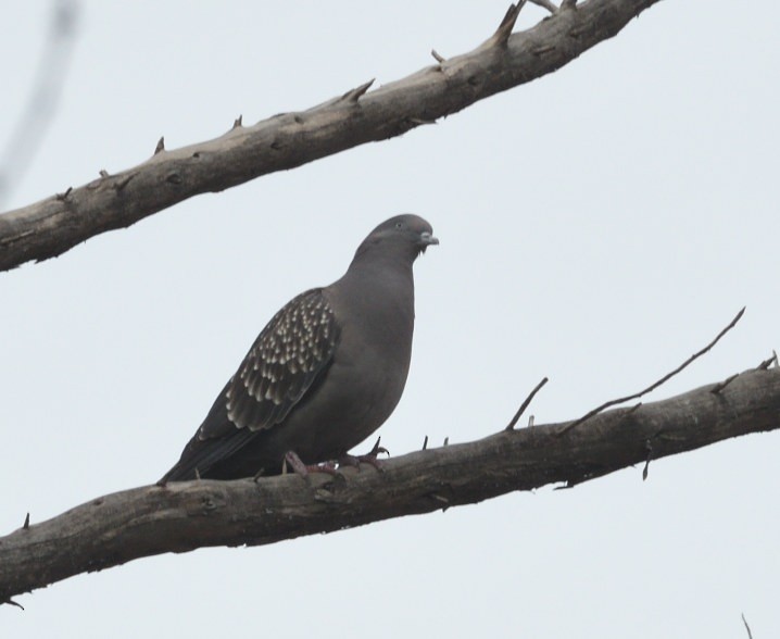 Spot-winged Pigeon - ML641452531
