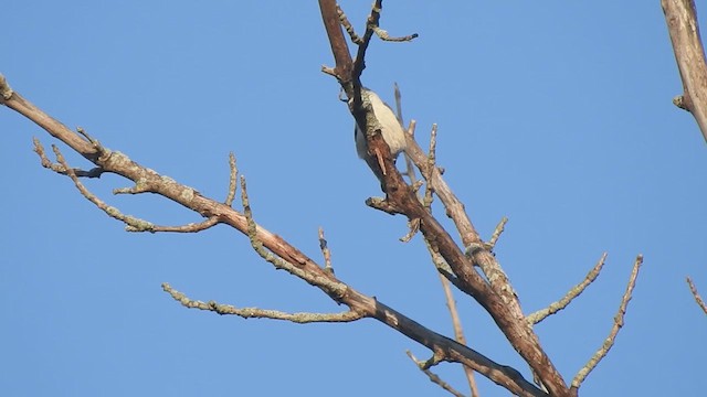 White-breasted Nuthatch - ML641452597