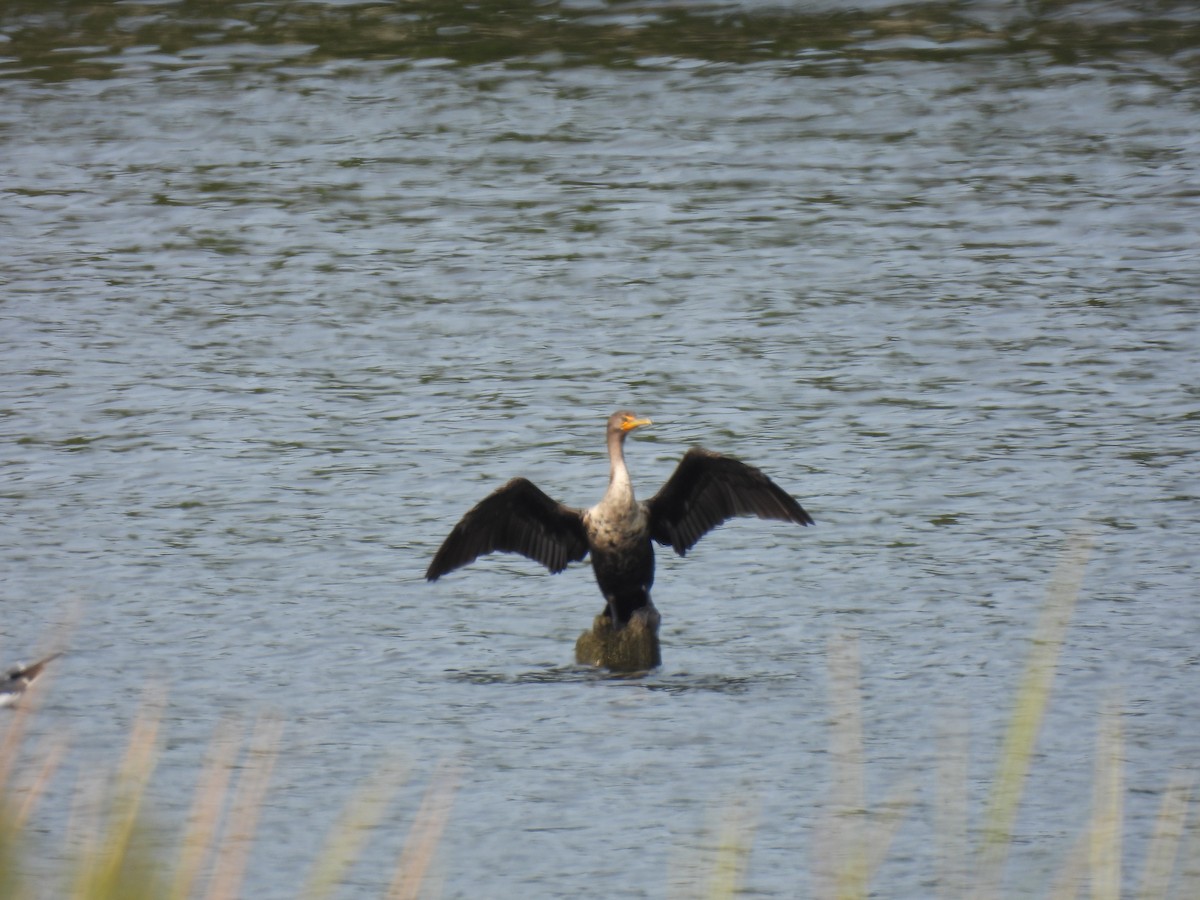Double-crested Cormorant - ML641452607