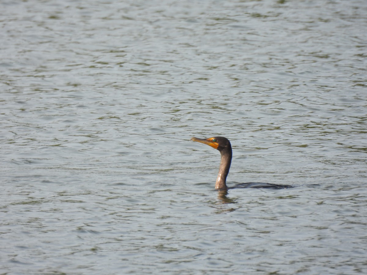 Double-crested Cormorant - ML641452608