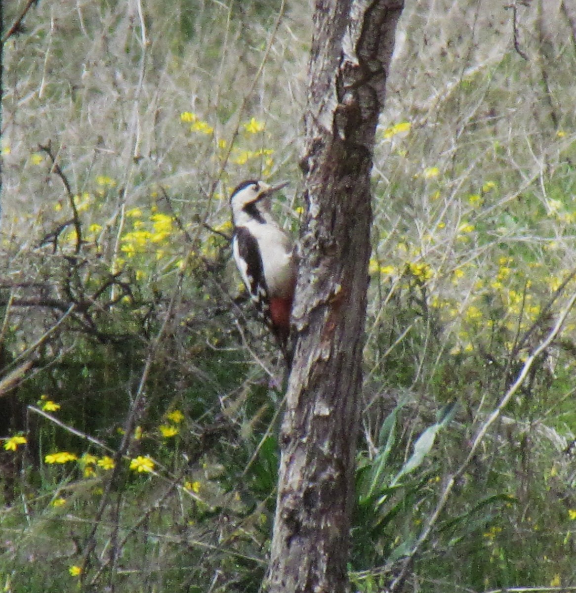 Syrian Woodpecker - ML641452609