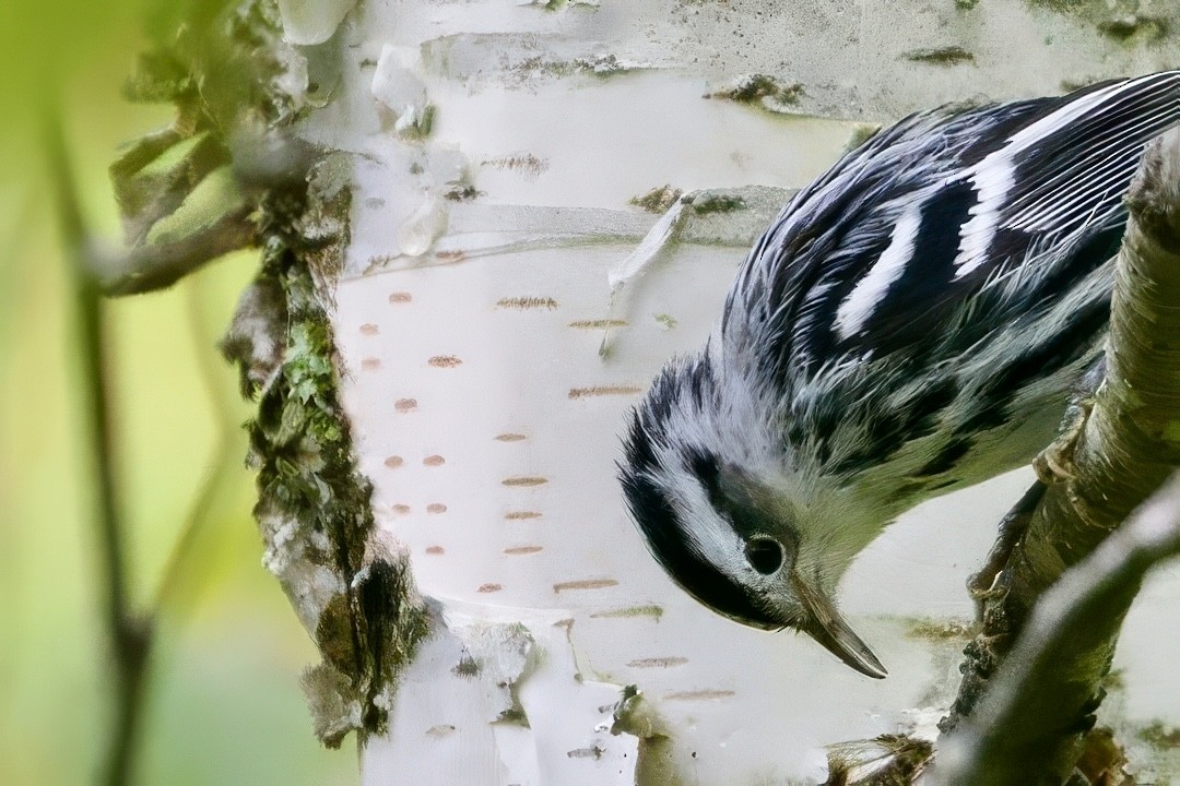 Black-and-white Warbler - ML641452616