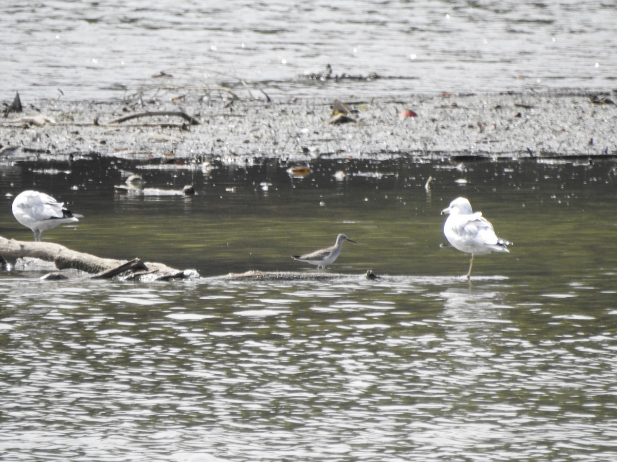 Lesser Yellowlegs - ML641452625