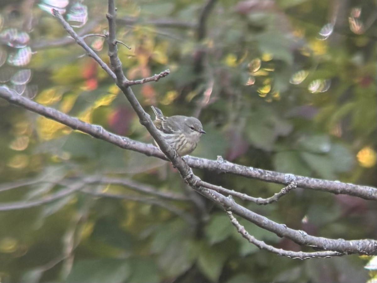Cape May Warbler - ML641452628