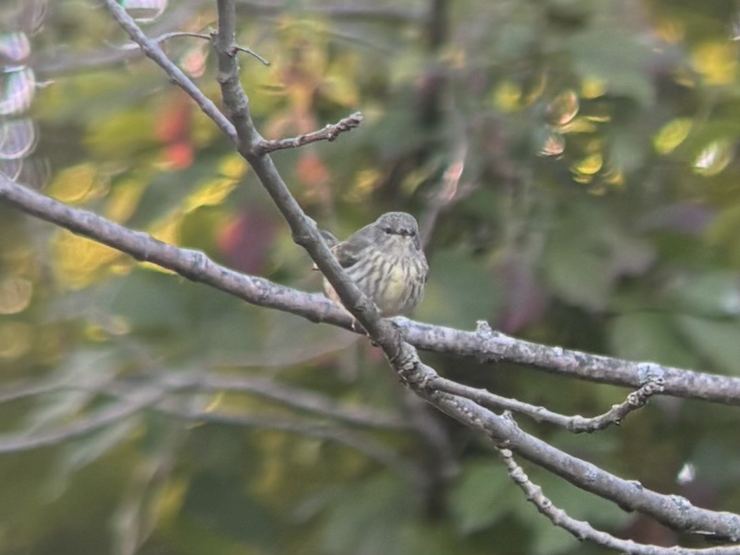 Cape May Warbler - ML641452629