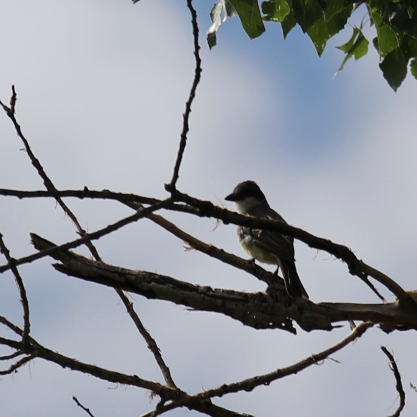 Thick-billed Kingbird - ML641452641