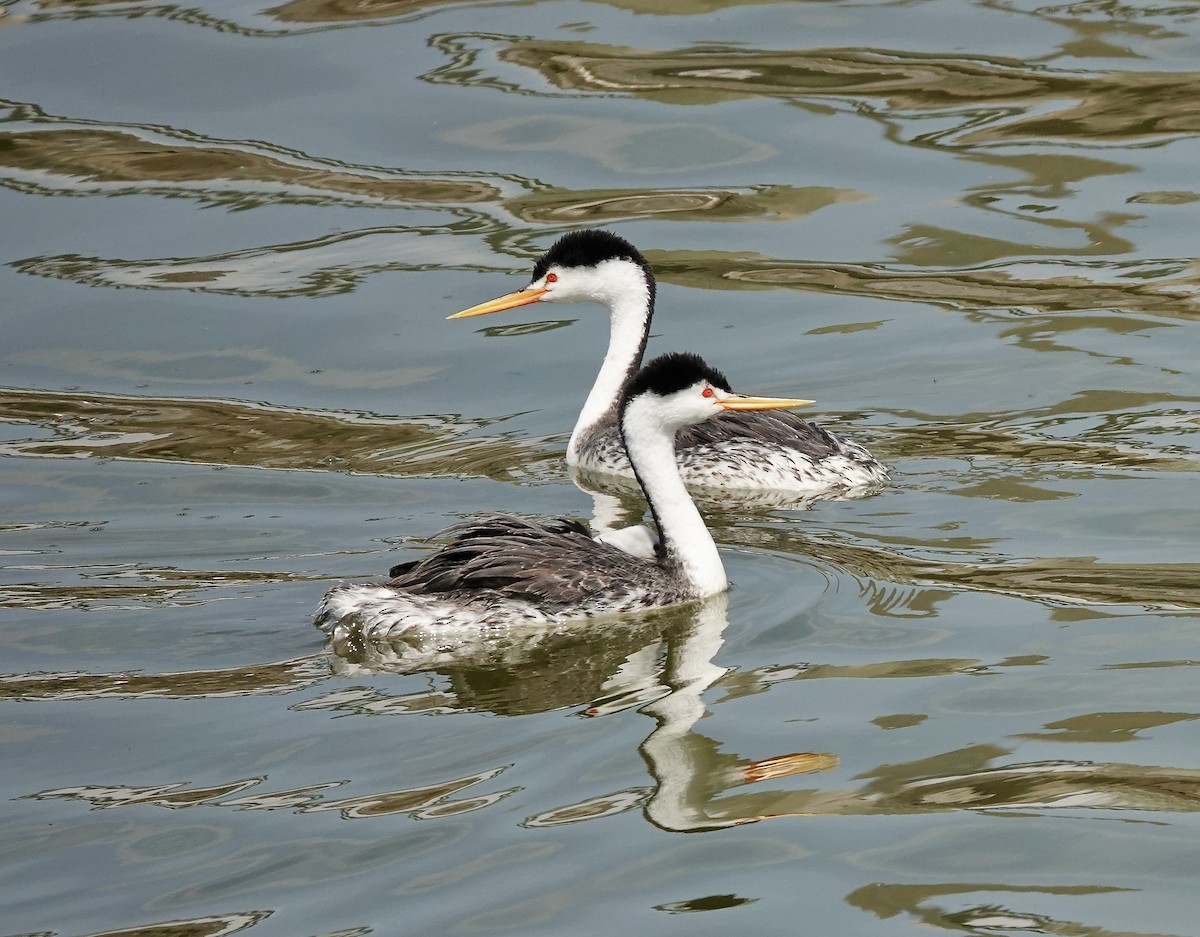 Clark's Grebe - ML641452649