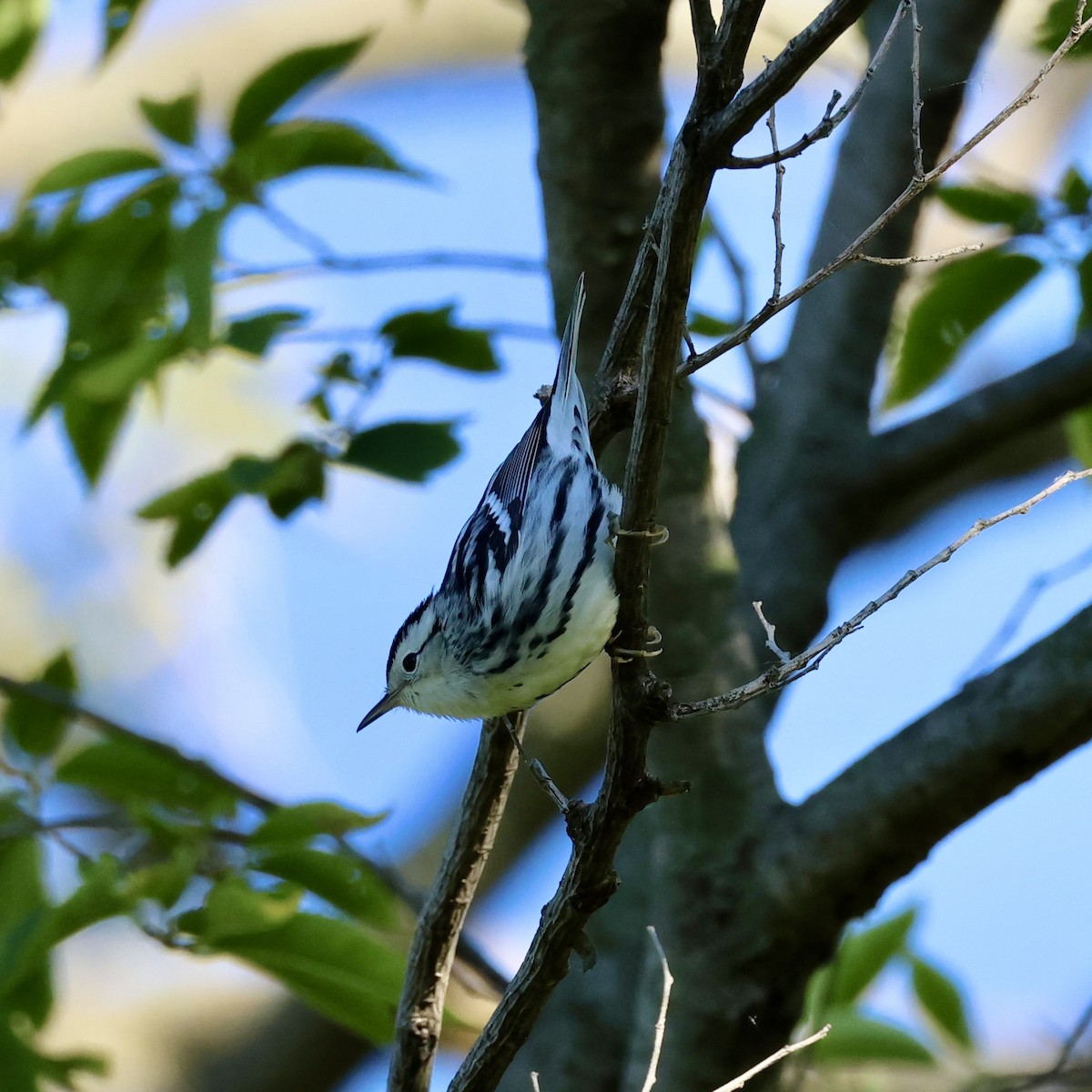 Black-and-white Warbler - ML641452650