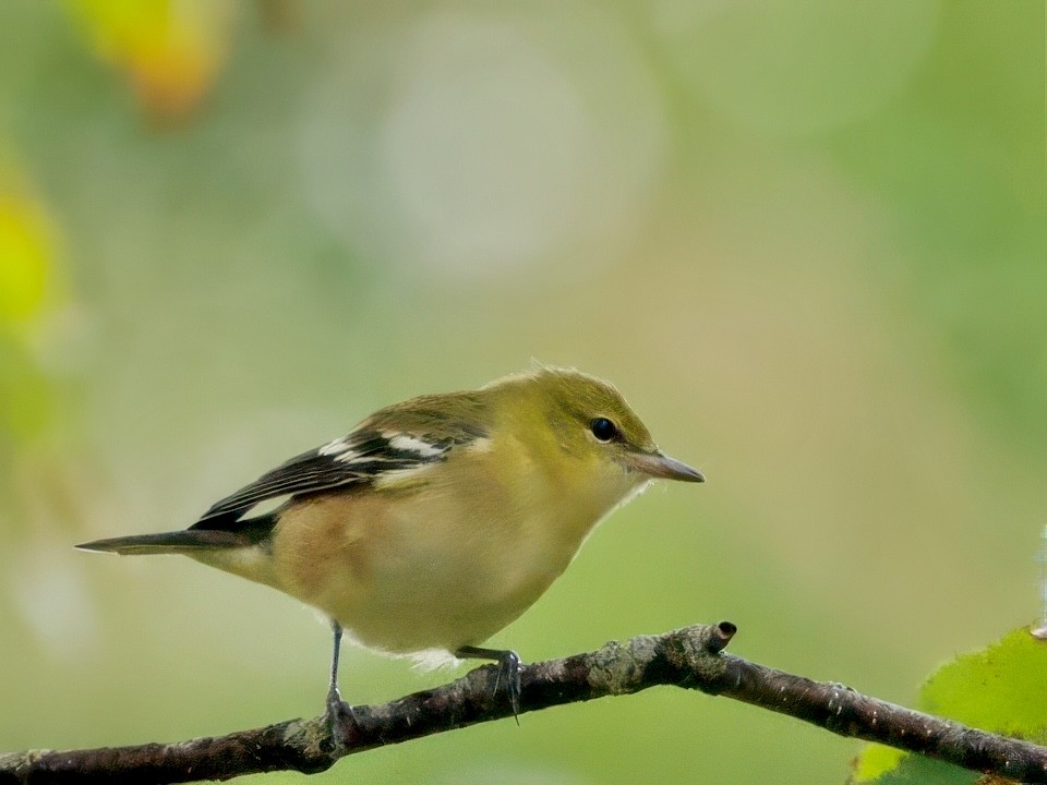 Chestnut-sided Warbler - ML641452651