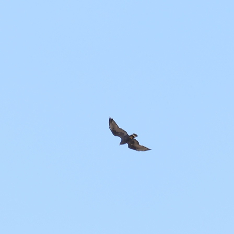 Zone-tailed Hawk - ML641452652