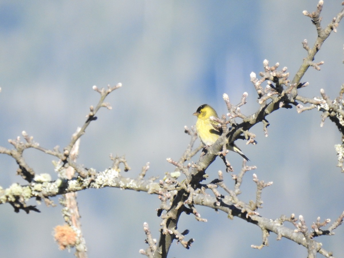 Black-chinned Siskin - ML641452655