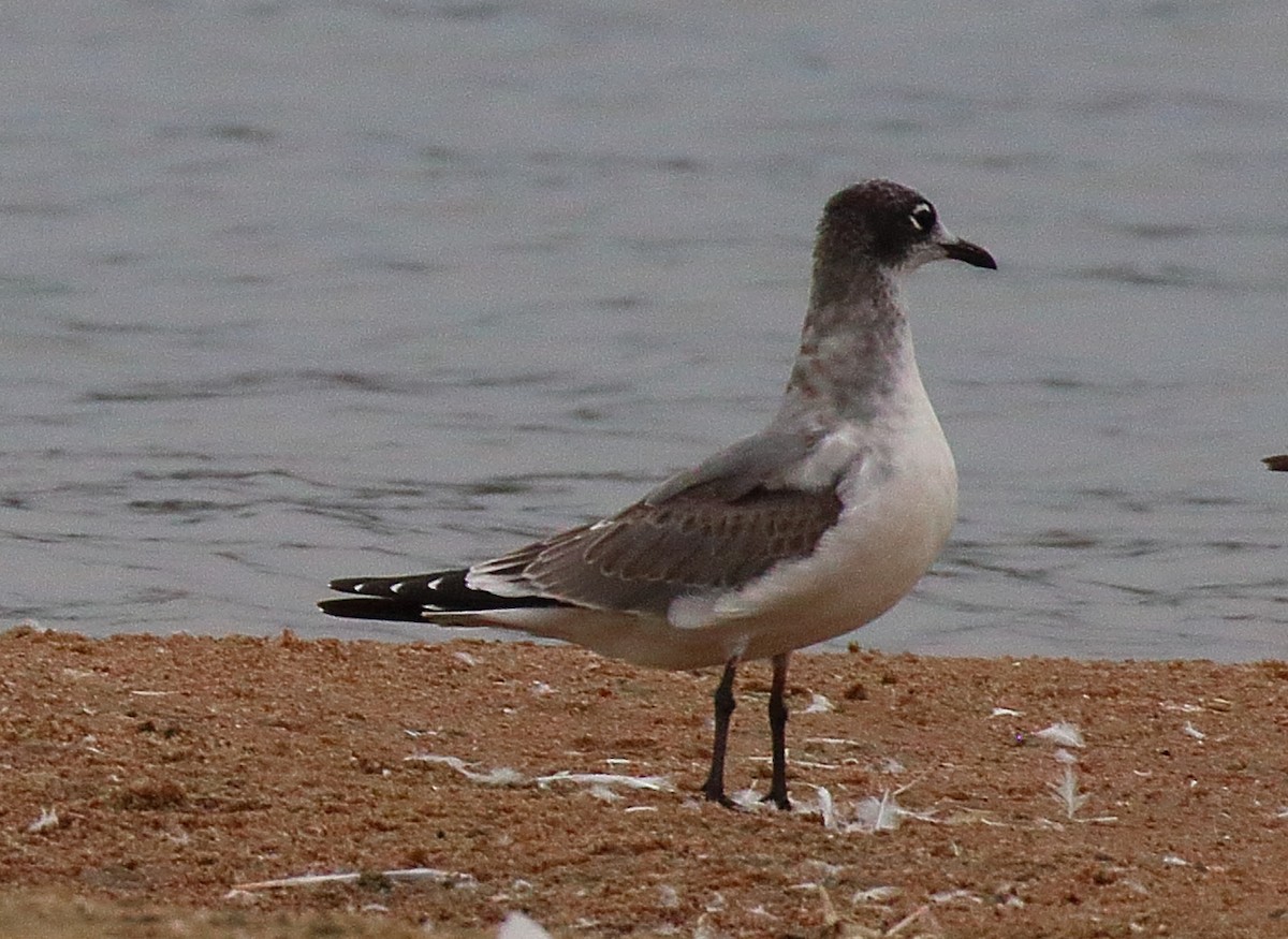 Franklin's Gull - ML641452657