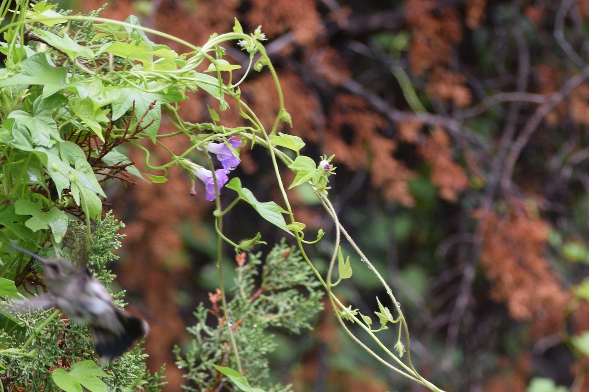 Broad-billed Hummingbird - ML641452659