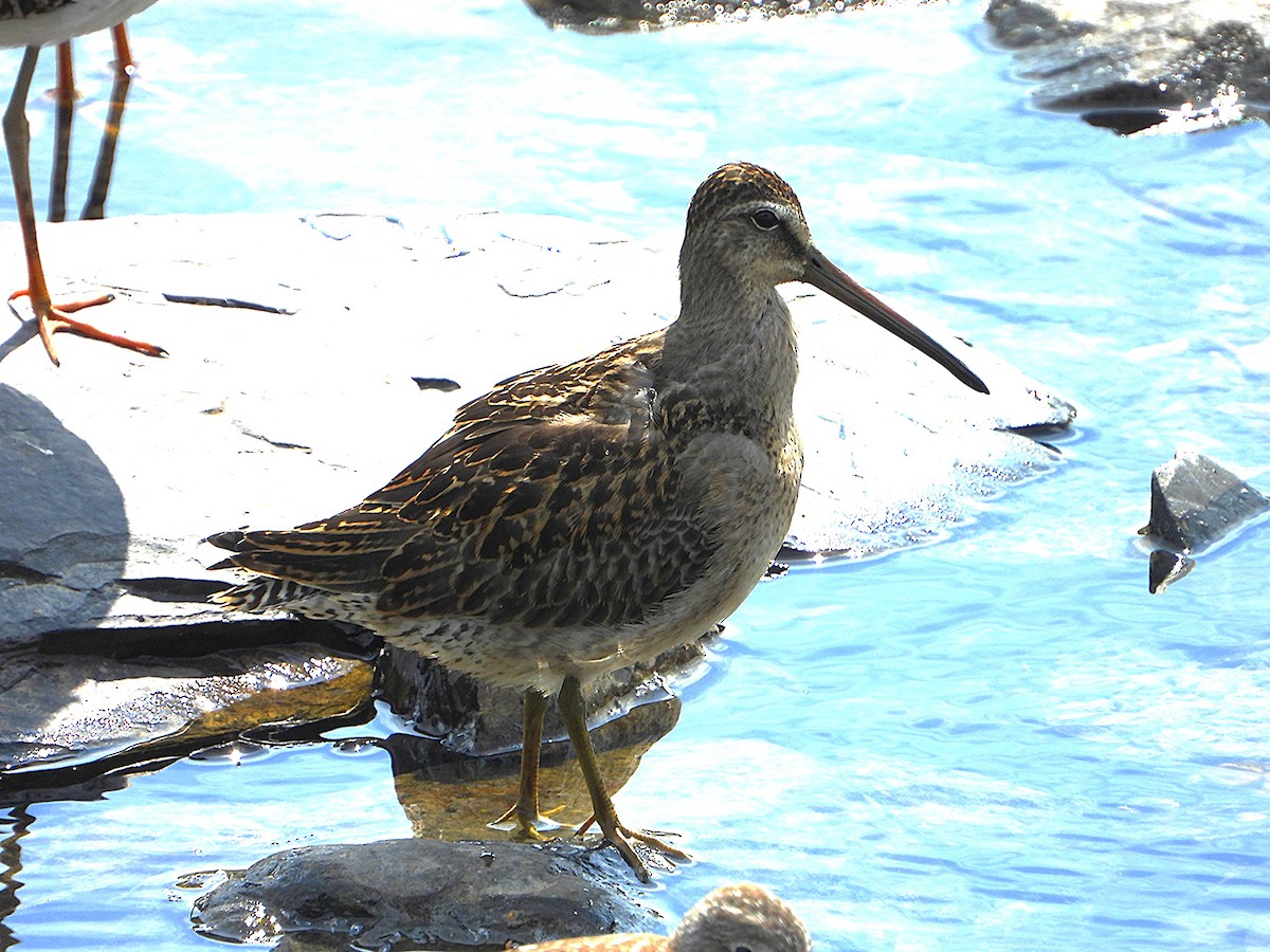 Short-billed Dowitcher - ML641452662