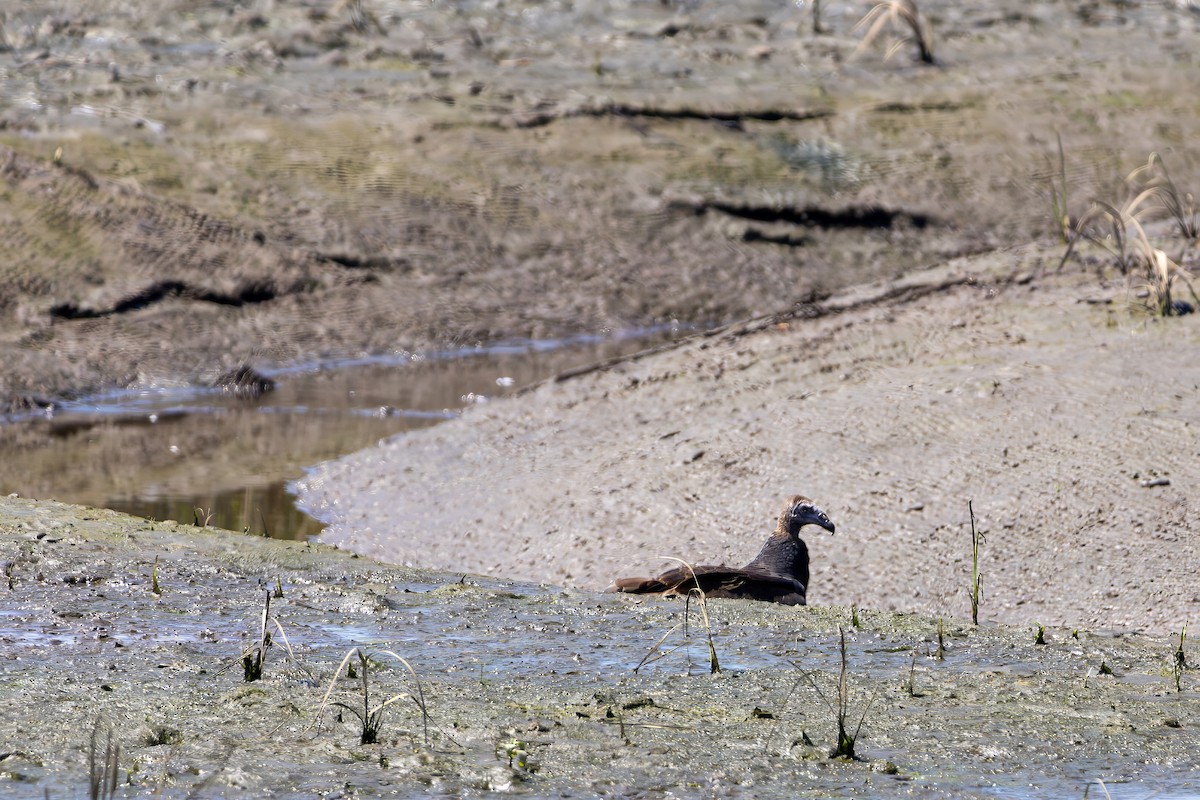 Black Vulture - ML641452664
