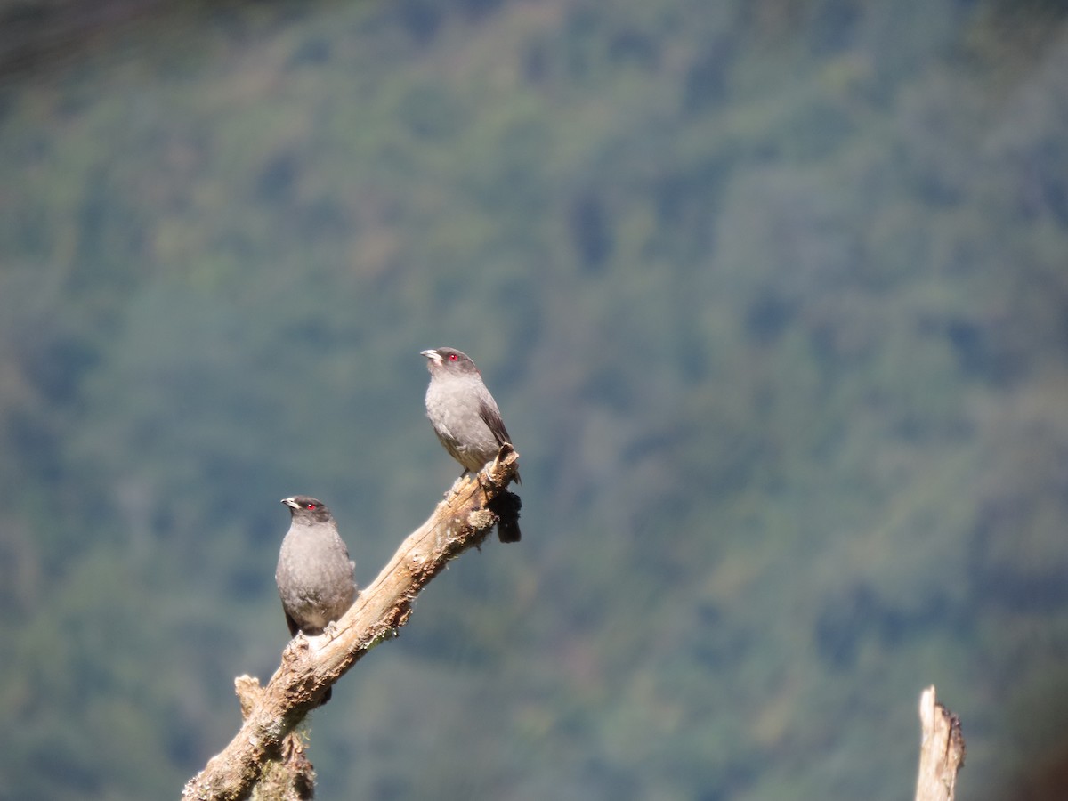 Red-crested Cotinga - ML641452665