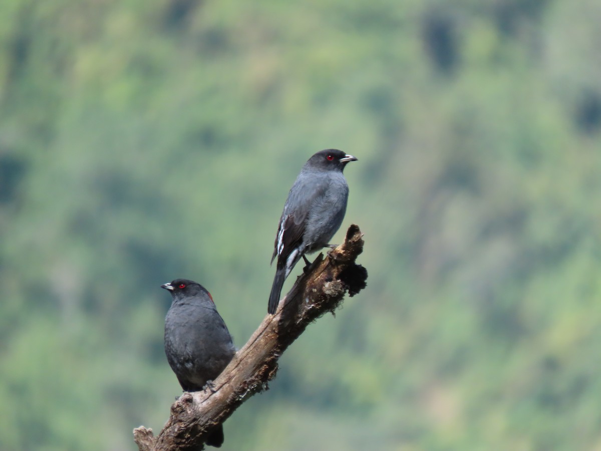 Red-crested Cotinga - ML641452666