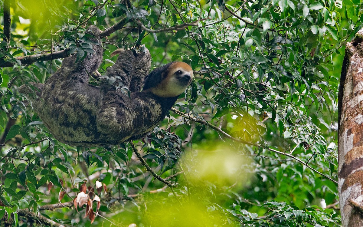 Pale-throated Three-toed Sloth - ML641452667